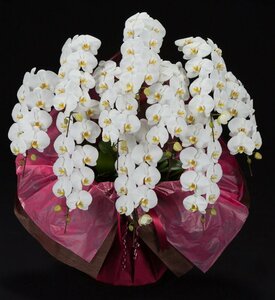 大特価　大輪　胡蝶蘭　コチョウラン　ファレノプシス　花の色　白　10本立て　贈答用　送料無料