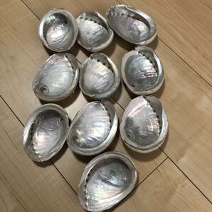 アワビ 貝殻 10個