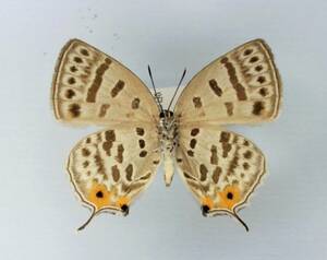 蝶　標本　ウスイロオナガシジミ　１exs. 兵庫県