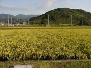 即決　 農家直送 　令和3年兵庫県産　新米コシヒカリ　 玄米30ｋｇ
