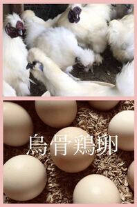 即決 烏骨鶏 （白）平飼い 有精卵 8個 鶏 卵