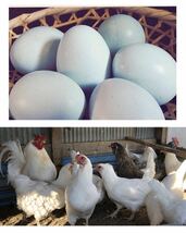 即決 アローカナ 有精卵 青い卵 12個 平飼い 鶏 卵_画像2