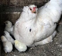 即決 アローカナ 有精卵 青い卵 12個 平飼い 鶏 卵_画像1
