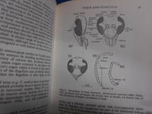 即決　昆虫学、Incect　1973年『スズメバチ　Wasps』ハチ目、膜翅目、社会性ハチ類、社会性昆虫、Social wasps_画像4