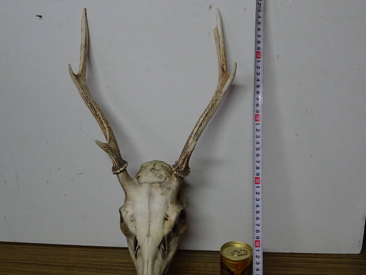 ヤフオク! -「天然 鹿の角」の落札相場・落札価格 ヤフオク! -「天然 鹿の角」の落札相場・落札価格