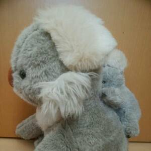  koala. parent . soft toy . beautiful company ei Coca iya original 170416