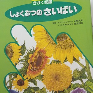 しょくぶつのさいばい