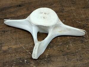  whale. ...... specimen weight approximately 1.45kg rare objet d'art /SR25