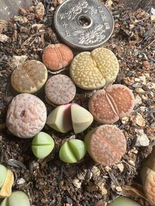 多肉植物 リトープス メセン セット苗 抜き苗