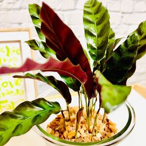 ランキフォリア 送料込 虫がわかない バイオ杉チップ使用 育てやすい 清潔 ハイドロカルチャー 観葉植物 室内 ハワイ
