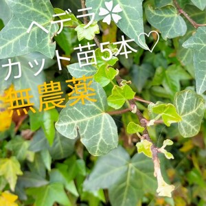 無農薬 アイビー ヘデラ ツタ カット苗