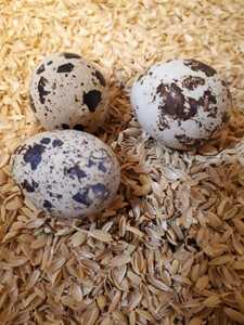 大きな 白 ウズラ 有精卵 必ず12g以上の卵を4個以上 10個まで 送料込 定形外郵便