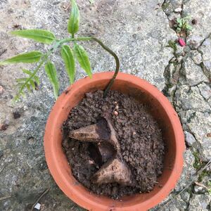 リュウビンタイ モスポット植え