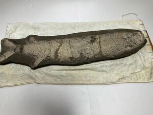 ☆超希少物☆古代魚 化石 120cm 年代物 ブラジル渡来 1点物 保存状態 ☆極美品☆