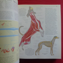 θ5/洋書【犬の新しい百科事典：The new Encyclopedia of Dog】 @4_画像7