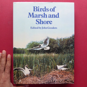 i4洋書図鑑【沼地と海岸の鳥/Birds of Marsh and Shore】 @4