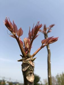 香椿樹苗　フラミンゴ　チャンチン