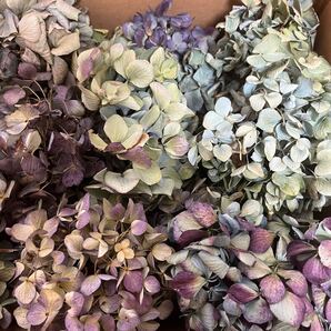 【残りわずか!】紫陽花のドライフラワー2 訳ありB級品