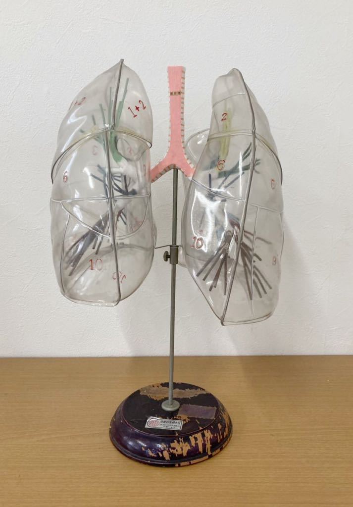 京都科学標本 トランク付き 人体模型 ノベルティ ディスプレイ