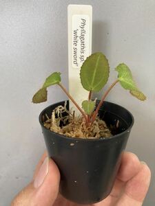 フィラガティス sp. WHITE SWORD 1pot 観葉植物 (検索 ミクロソリウム マルクグラヴィア ジュエルオーキッド 多肉植物 フィカス ベゴニア