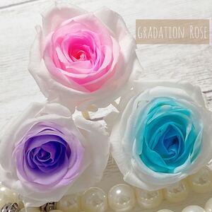 プチシャーロット ローズ 花材 加工花材 プリザーブドフラワー ハーバリウム レジン