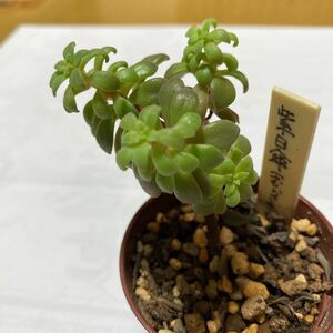多肉植物 エケベリア 紫日傘(むらさきひがさ) 抜き苗 1本