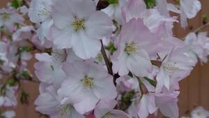 サクラ・御殿場桜、盆栽造り、花終わり、幹１，５ｃｍ、樹高約２０cm、１２cm鉢作りこみ