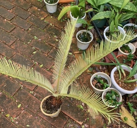 ヤフオク! -「ソテツ」(鉢植え) の落札相場・落札価格