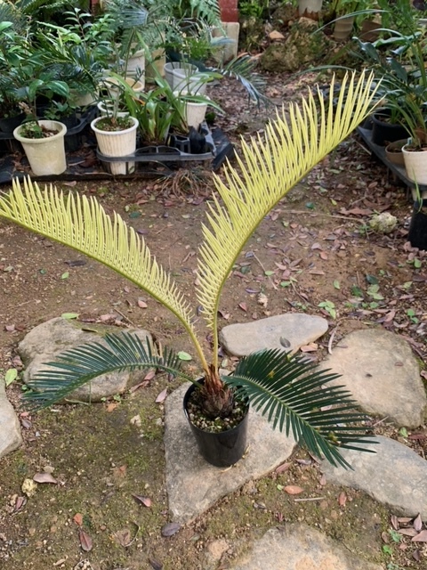ヤフオク! -「ソテツ」(鉢植え) の落札相場・落札価格
