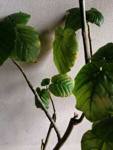 フィカス・ウンベラータ 30センチ Ficus umbellata 切苗