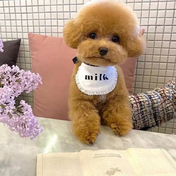 【新品】可愛い　milkすたい　犬　猫　服　よだれかけ　エプロン　 犬服 ドッグウェア