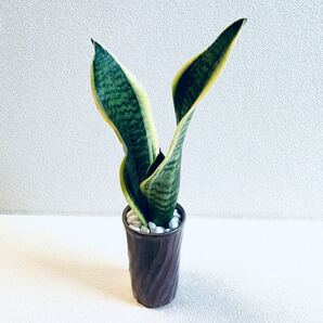ハイドロカルチャー サンスベリア トラノオ 小石原焼 陶器 観葉植物