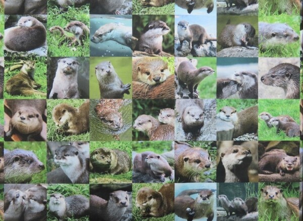 【ゆきちゃん限定】X211-3 カワウソ リアル 動物 パネル柄 生地 1m