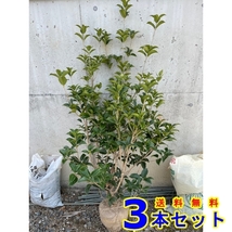 植木 ヒイラギモクセイ (柊木犀) 根巻 3本 樹高1.2ｍ前後 根巻_画像1