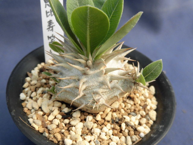 ヤフオク! -「パキポディウム 恵比寿笑い」の落札相場・落札価格 ヤフオク! -「パキポディウム 恵比寿笑い」の落札相場・落札価格