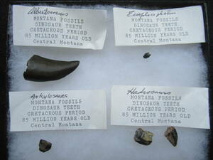  Alberta saurus* You OP rosefarus* Anne kilo saurus* is dorosaurus kind. tooth fossil set 