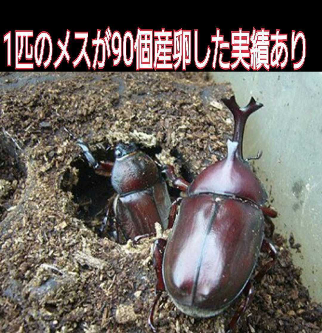国産カブトムシ 成虫の値段と価格推移は?|5件の売買データから国産