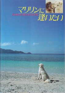 ■送料無料■08映画パンフレット■マリリンに逢いたい　安田成美■