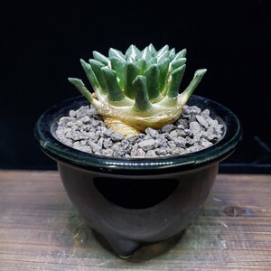 アリオカプルス “黒牡丹” (実生) Ariocarpus “kotschoubeyanus”