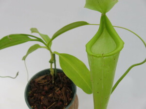 N.maxima 在来　天野　オス 4号　【現品限り】ネペンテス　ウツボカズラ　食虫植物 11039