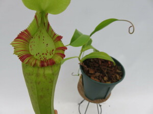N.carunculata var robusta × N.xSabre'Dark Cherry' 5号　【現品限り】ネペンテス　ウツボカズラ　食虫植物 11049