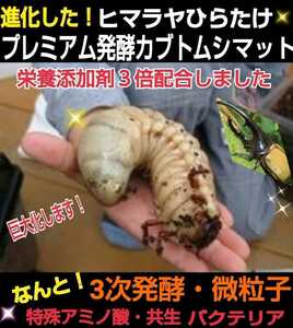  larva . huge .! evolved! finest quality premium 3 next departure . rhinoceros beetle mat [80L]tore Hello s, chitosan, royal jelly combination * Guinness class ...!