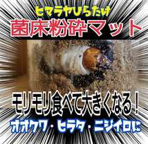 活きた菌糸マットを発送します！　甘い良い香りがします！　ヒマラヤひらたけ菌床粉砕クワガタマット 瓶に詰めるだけ！初令から羽化までOK_画像2