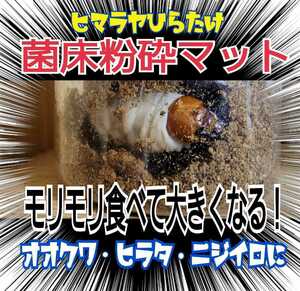 [ improvement version ]. floor stag beetle mat 2L* bin .... only!o ok wa, common ta,nijiiro, saw larva . on a grand scale becomes! the first . from 3. till all-purpose. 