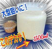 特大サイズ1500ml　ヒマラヤひらたけ菌糸ボトル　極上！初菌のみ使用☆トレハロース・ローヤルゼリー強化配合！オオクワガタ、ヒラタに抜群_画像3