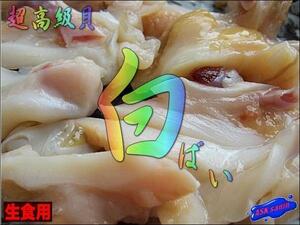 調理簡単!! 超高級貝「特大、白バイむき身1kg」15粒程度　お刺身用、山陰を代表する貝