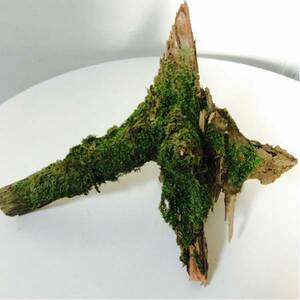  driftwood .... mountain moss ( large B)