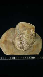 アンモナイト化石　アメリカ産　鉱物標本