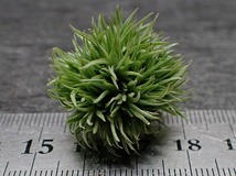 Tillandsia aeranthos 'Teddy Bear' チランジア・アエラントス テディベア★エアプランツTI★第四種送料無料★税別1円～!!_画像3