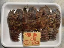 【徳島産】　ゾウリエビ（4匹で500ｇ）　冷凍　① _画像1